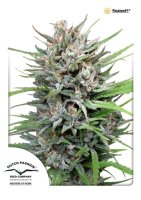 Passion #1 Feminised Seeds