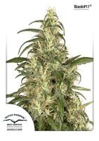 Skunk #11 Feminised Seeds