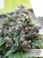White Widow Feminised Seeds