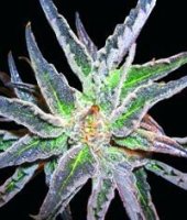 Space Feminised Seeds