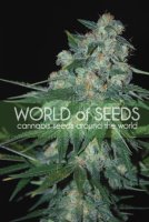 Ketama Feminised Seeds