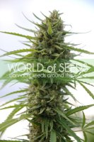 Kilimanjaro Feminised Seeds