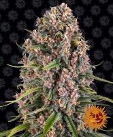 (Bild für) Blue Cheese (Blueberry Cheese) Feminised Seeds