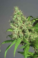 S.A.G.E Feminised Seeds