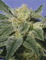 Kushage Feminised Seeds