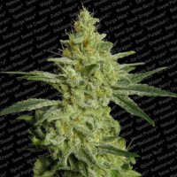 (Bild für) Allkush Feminised Seeds