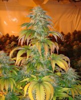 (Bild für) Spoetnik #1 Feminised Seeds