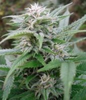 Easy Sativa Feminised Seeds