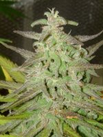 Maroc Feminised Seeds
