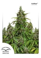 Mazar Auto Feminised Seeds