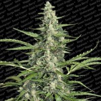 Pandora Auto Feminised Seeds