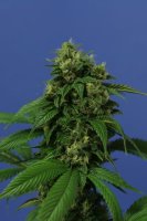Wreckage Feminised Seeds