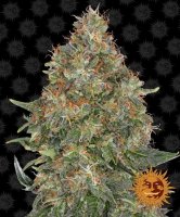 (Bild für) Pineapple Express Auto Feminised Seeds - 5