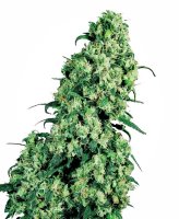 Skunk #1 Feminised Seeds