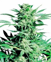 Shiva Skunk Feminised Seeds