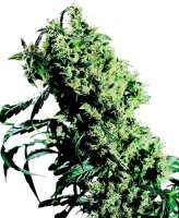 (Bild für) NL#5 X Haze Feminised Seeds