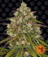 Liberty Haze Feminised Seeds