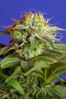Green Poison Feminised Seeds
