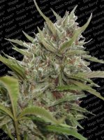 (Bild für) Whiteberry Auto Feminised Seeds