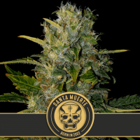 Santa Muerte Feminised Seeds