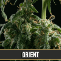 Orient Auto Feminised Seeds