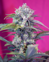 Cream Mandarine Auto Feminised Seeds