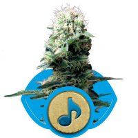 Dance World CBD Feminised Seeds