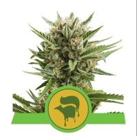 Sweet Skunk Auto Feminised Seeds