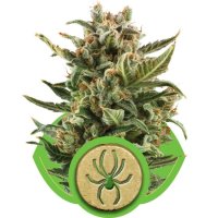 White Widow Auto Feminised Seeds