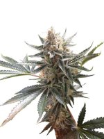 Tangie Regular Seeds