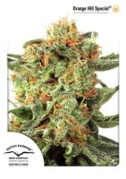 Orange Hill Special Feminised Seeds