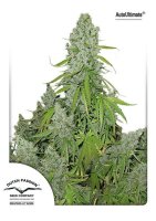 Ultimate Auto Feminised Seeds