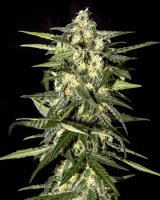 Jack Herer Auto Feminised Seeds