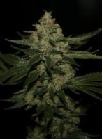 UnderDawg Feminised Seeds