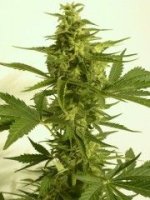 Critical Hog Auto Feminised Seeds