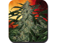 Deimos Auto Feminised Seeds