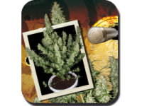 Magnum Auto Feminised Seeds