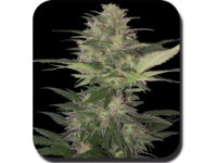 Red Dwarf Auto Feminised Seeds