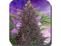 Purple Kush Auto Feminised Seeds