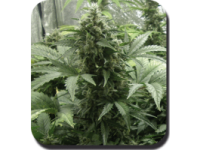 White Dwarf Auto Feminised Seeds