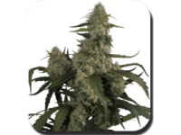 Quasar Auto Feminised Seeds