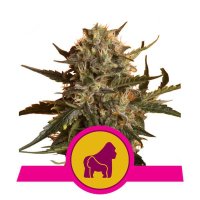 Mother Gorilla (Formerly Royal Madre) Feminised Seeds