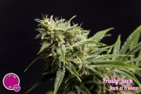 Fruity Jack Feminised Seeds