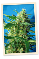 NYC Diesel Auto (Formerly Ice Cool Auto) Feminised Seeds