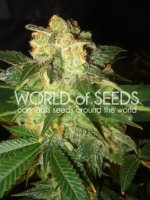 Pakistan Ryder Auto Feminised Seeds