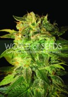 Sugar Mango Ryder Auto Feminised Seeds