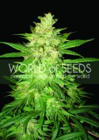 Colombian Gold Ryder (Former Sweet Coffee Ryder) Auto Feminised Seeds