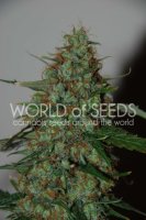 Wild Thailand Ryder Auto Feminised Seeds