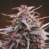 Purple Haze X Malawi Feminised Seeds
