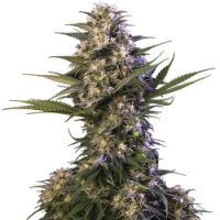 Kraken Feminised Seeds